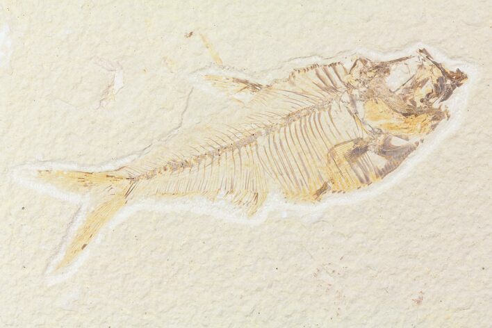 Bargain, Diplomystus Fossil Fish - Wyoming #85477